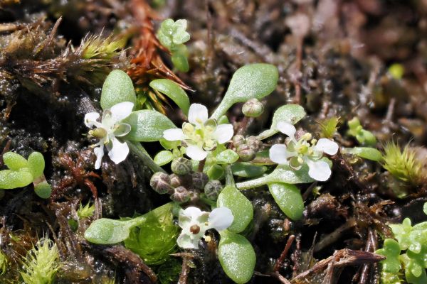 Southern Shepherd's Purse